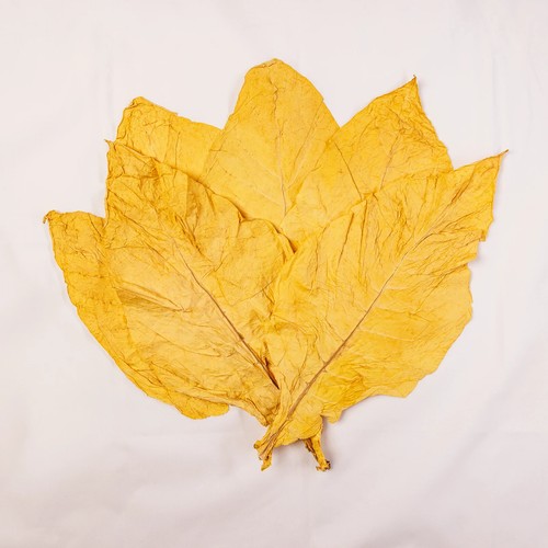 Virginia gold klasse - virginia,